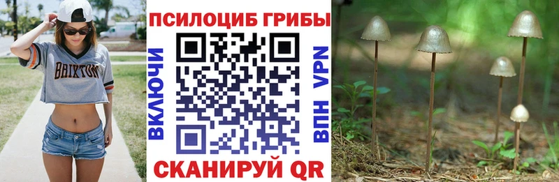 купить Чита Галлюциногенные грибы прущие грибы